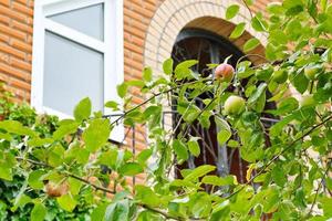 branche de pommier devant la nouvelle maison de campagne photo