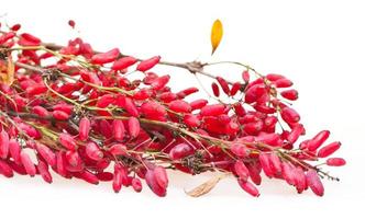 branche de berberis rouge avec fruits mûrs photo