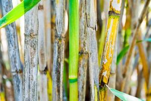 tronc de bambou vert photo