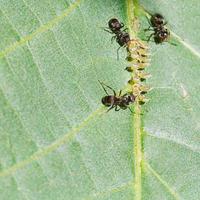 Trois fourmis qui s'occupent d'un groupe de pucerons sur une feuille photo