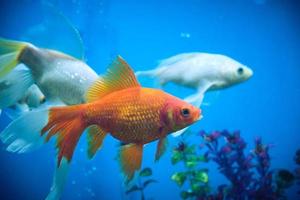 poissons rouges et albinos dans un aquarium à fond bleu. photo