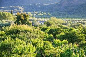 paysage rural avec verger vert en sicile photo