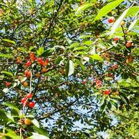 cerisier aux fruits mûrs en bretagne photo