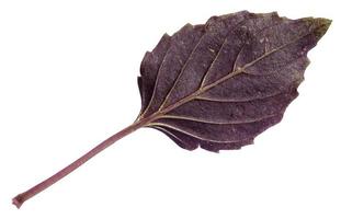 feuille fraîche d'herbe de basilic violet isolée photo