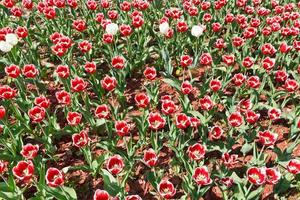 plantation de tulipes ornementales rouges et blanches photo