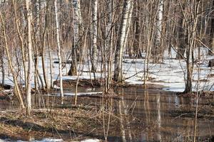 fonte des neiges dans la forêt de bouleaux photo