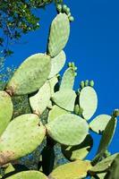 cactus opuntia en sicile photo