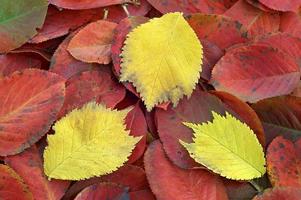 couleurs des feuilles d'automne photo