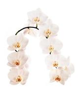orchidées fleurs blanches photo
