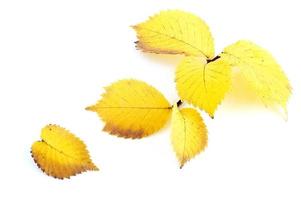 feuilles d'aulne jaune photo