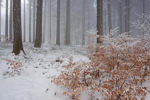 hiver en forêt photo