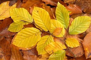 feuilles de hêtre en automne photo