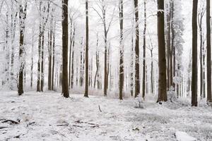 forêt de hêtres d'hiver photo