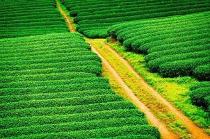 belle plantation de thé vert frais à moc chau, vietnam.
