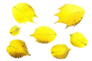 feuilles d'aulne jaune photo