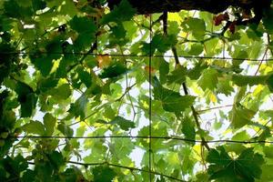 parasol en feuilles de vigne photo