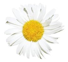 fleur de marguerite blanche fermer isolé photo