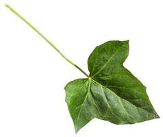 feuille verte de plante de lierre hedera isolée photo