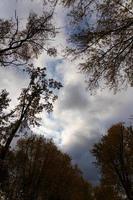 belle forêt d'automne sauvage avec feuillage coloré et arbres nus, rayons de soleil. photo