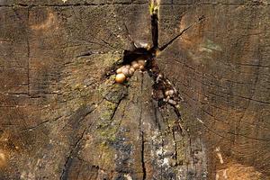 vieille planche de bois de chêne rugueux, naturel et texturé, gros plan. photo