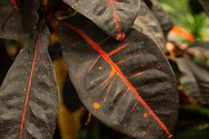 feuilles rouge-vert d'un ficus de caoutchouc. ficus est élastique. mise au point sélective. photo