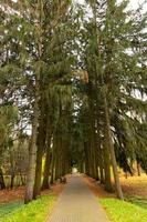 allée de parc vide avec des séquoias géants photo