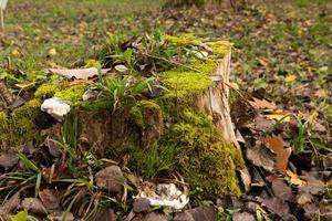 la vieille souche d'arbre est envahie de mousse. feuilles d'automne autour, pas de gens. photo