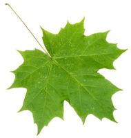 Feuille d'érable vert frais isolé sur blanc photo