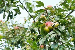 pommes mûres sur des branches d'arbres photo
