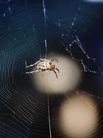 Araignée de jardin européenne femelle sur toile d'araignée photo