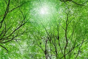 vue de dessous d'arbre avec des feuilles vertes et des branches dans la forêt tropicale. environnement frais dans le parc. l'arbre vert donne de l'oxygène dans le jardin d'été. protection de l'environnement. notion d'écologie. réduction de carbone photo