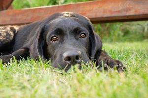 un chien noir labrador retriever se trouve sur une pelouse verte. l'animal se repose. photo