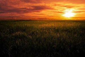 paysage de rizière pendant l'heure d'or. photo