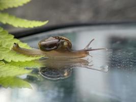 Escargot de jardin ou escargot asiatique sur feuille de fougère le matin, gros plan extrême, mise au point sélectionnée photo