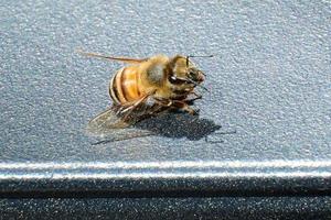 L'abeille repose sur une table de patio au soleil du matin photo