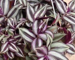 Tradescantia zebrina avec des feuilles violettes et vertes photo