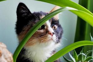 un beau et mignon chaton, à trois poils dans les plantes photo