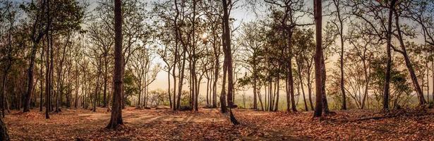 panorama des arbres d'automne pendant le coucher du soleil au parc national de phu phan province de sakon nakhon, thaïlande photo