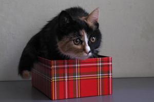un beau et mignon chaton, à trois poils, dans une boîte photo