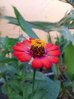 zinnia elegans connu sous le nom de jeunesse et d'âge, zinnia commun ou zinnia élégant photo