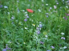 fond de prairie verte photo