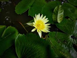 c'est une belle photo de lotus.