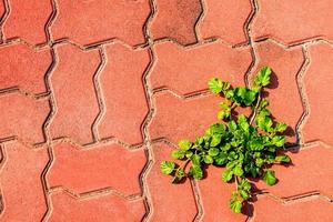 petite mauvaise herbe sur un sentier en blocs de béton rouge photo