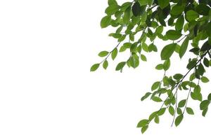 branches et feuilles de ficus benjamina isolées avec des chemins de détourage. photo