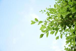 branches et feuilles de ficus benjamina avec fond nuageux et bluesky. photo