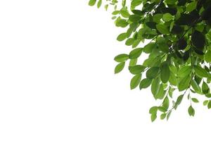 branches et feuilles de ficus benjamina isolées avec des chemins de détourage. photo