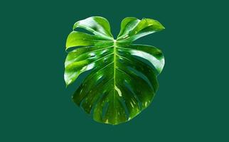 feuille de monstera deliciosa isolée avec des chemins de détourage. photo