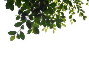branches et feuilles de ficus benjamina jeunes et fraîches avec des chemins de détourage. photo