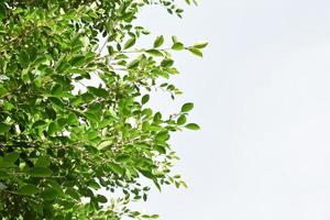 branches et feuilles de ficus benjamina avec fond nuageux et bluesky. photo