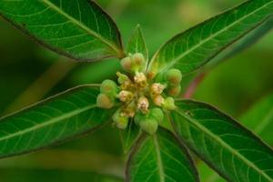 plantes vertes. feuilles, détails - Photos